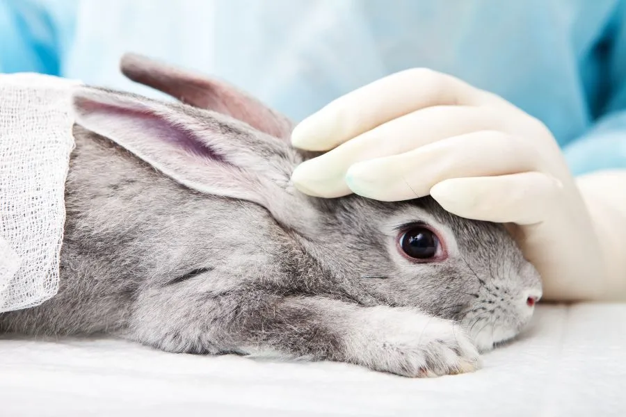 EU pushes to phase out animal testing with industry collaboration